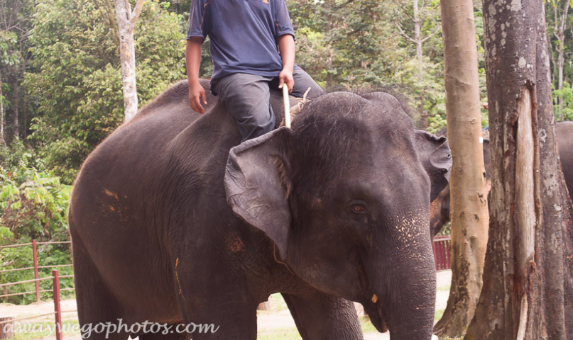 Malaysia elephant