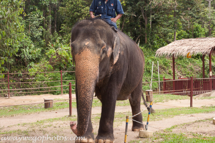 Malaysia elephant