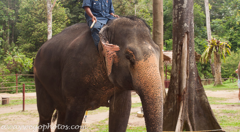 Malaysia elephant