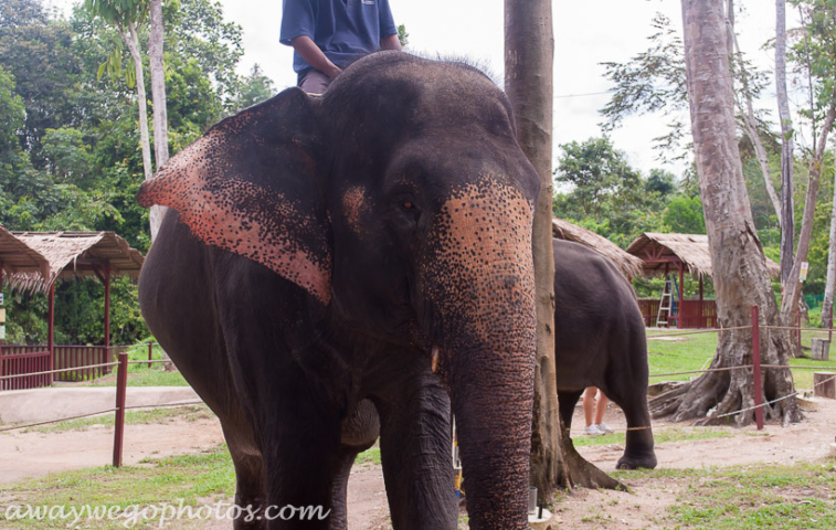 Malaysia elephant