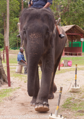 Malaysia elephant