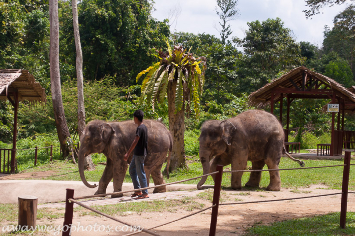 Malaysia elephant