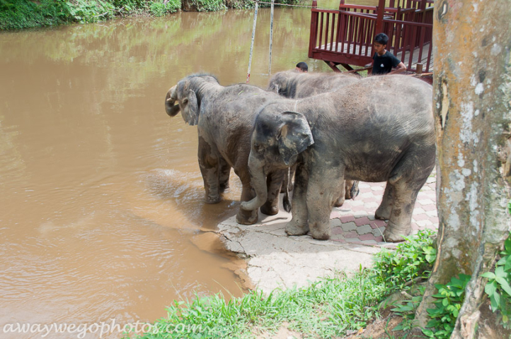 Malaysia elephant