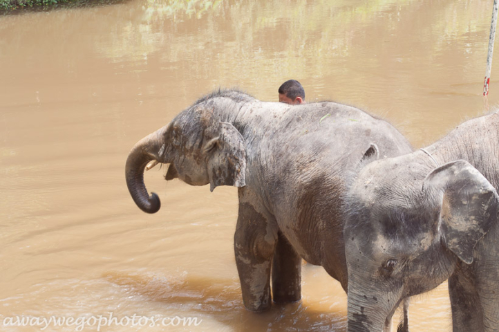 Malaysia elephant