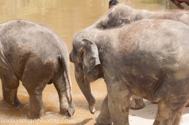 Malaysia elephant