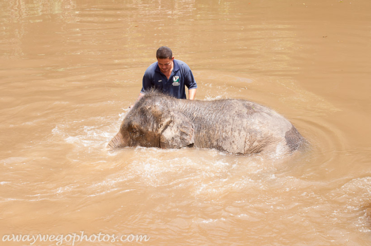 Malaysia elephant