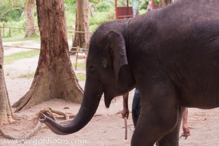 Malaysia elephant