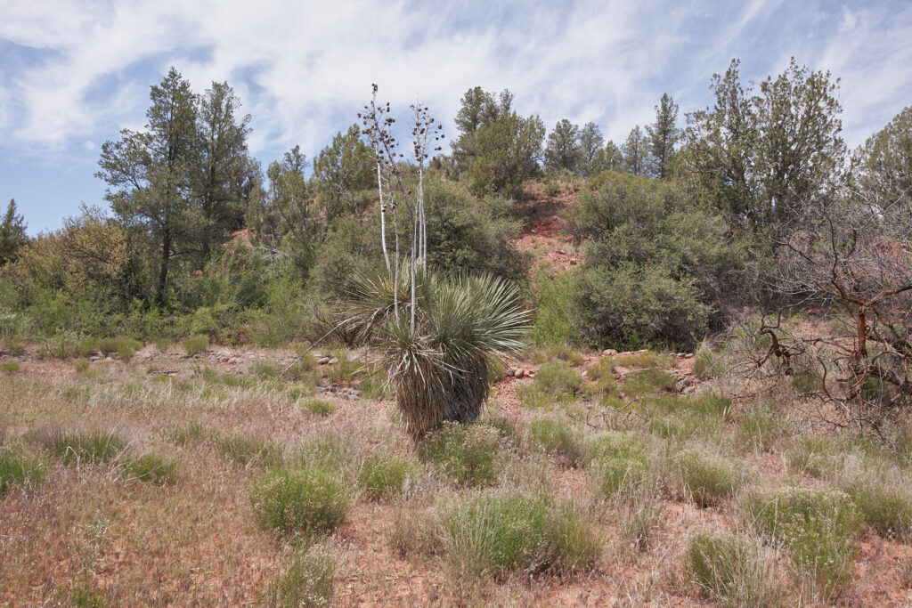 Red rock state park