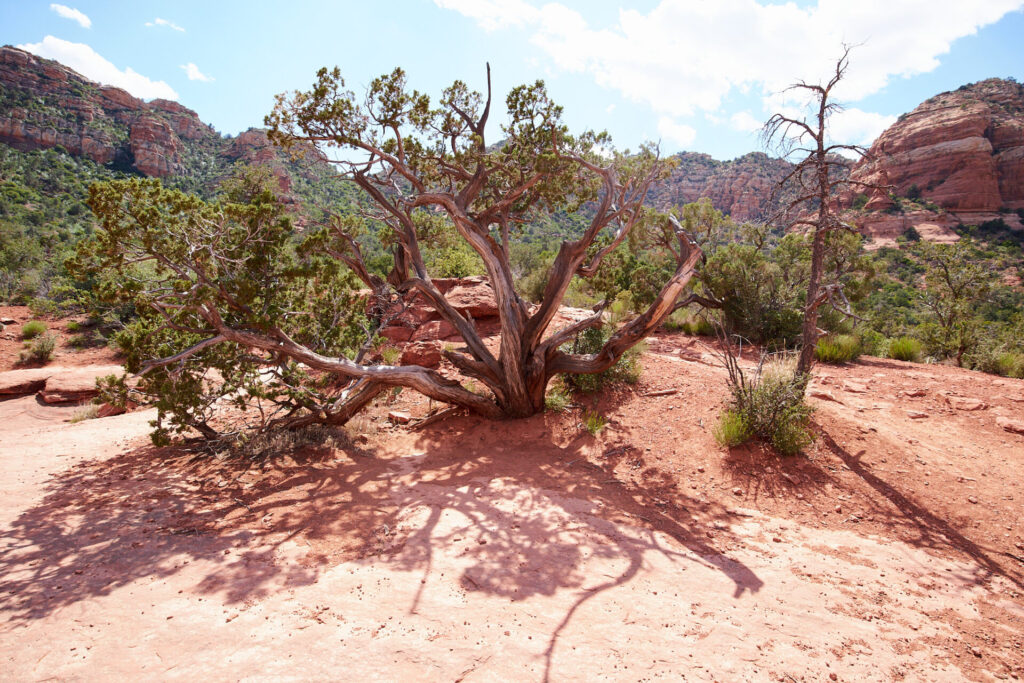 Yavapai vista trail