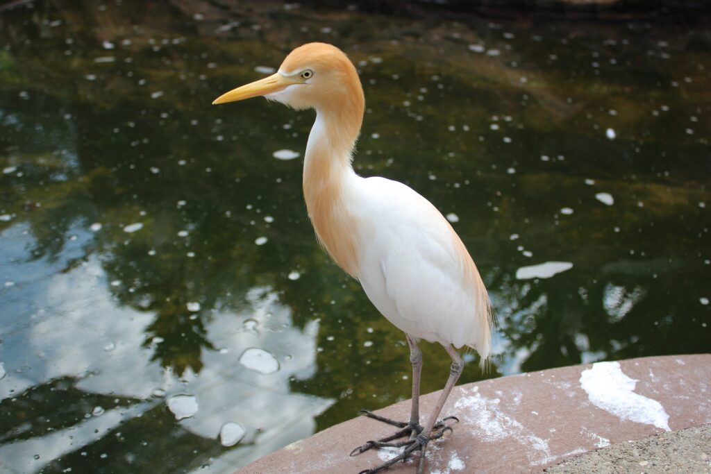 KL Bird Park