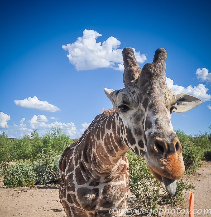 Out of Africa Wildlife Park