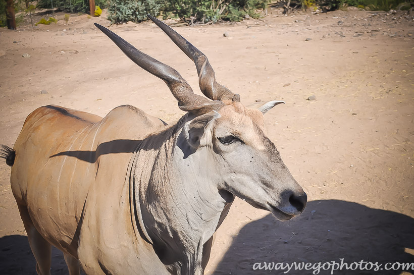 Out of Africa Wildlife Park