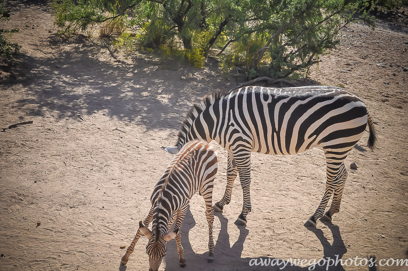 Out of Africa Wildlife Park