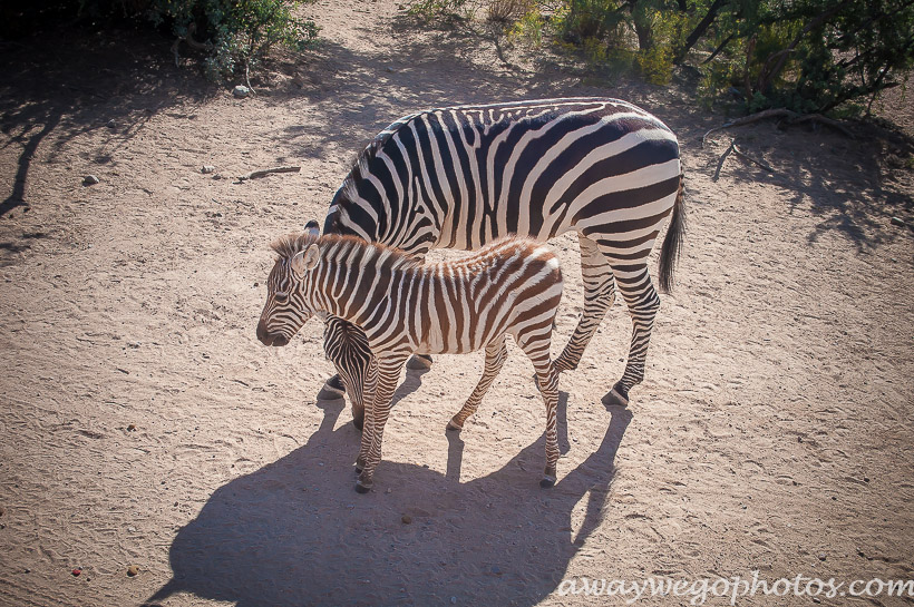 Out of Africa Wildlife Park