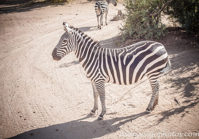 Out of Africa Wildlife Park