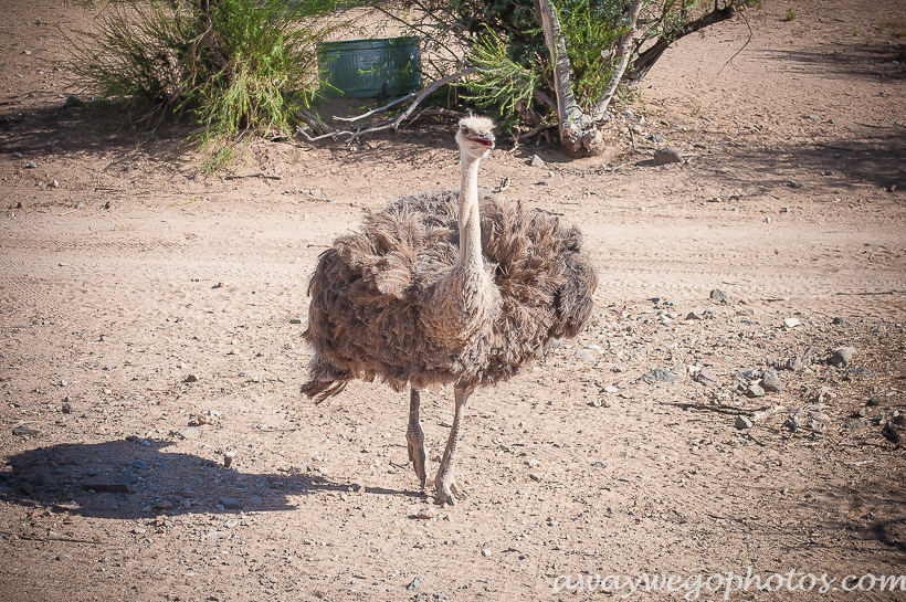 Out of Africa Wildlife Park