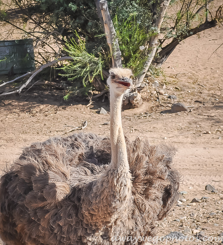 Out of Africa Wildlife Park