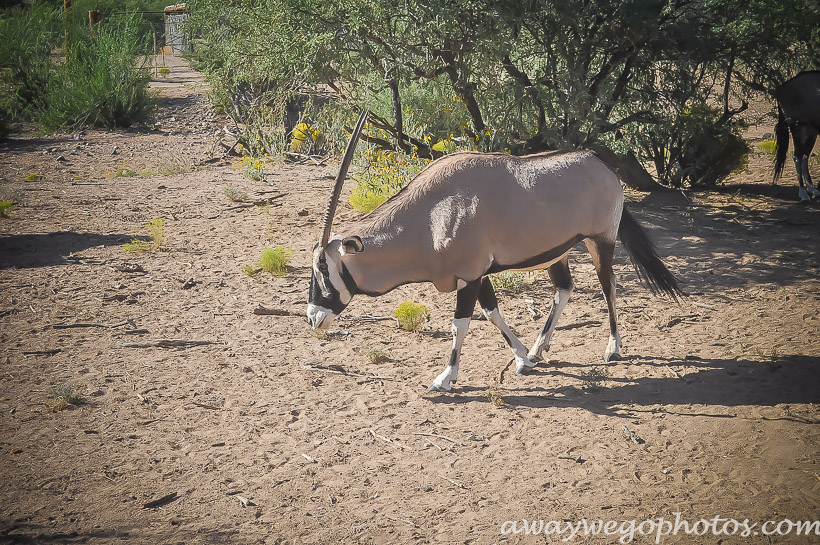 Out of Africa Wildlife Park