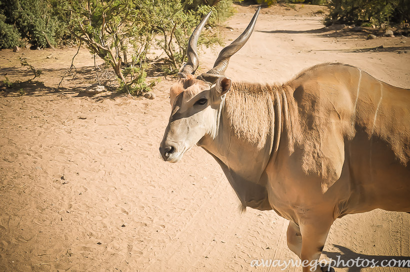 Out of Africa Wildlife Park