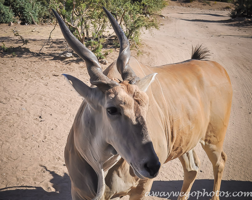 Out of Africa Wildlife Park