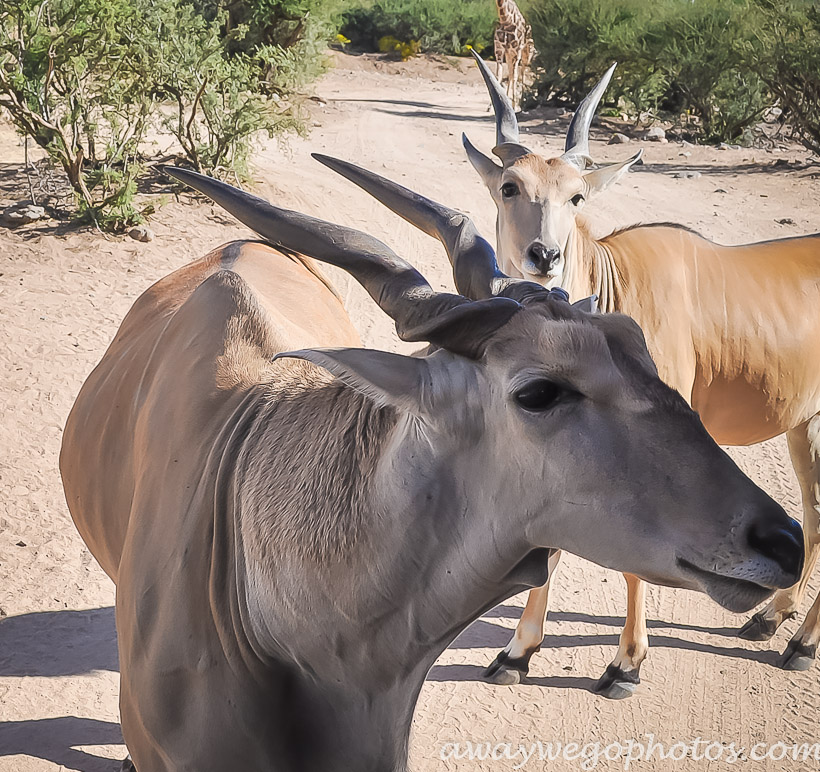 Out of Africa Wildlife Park