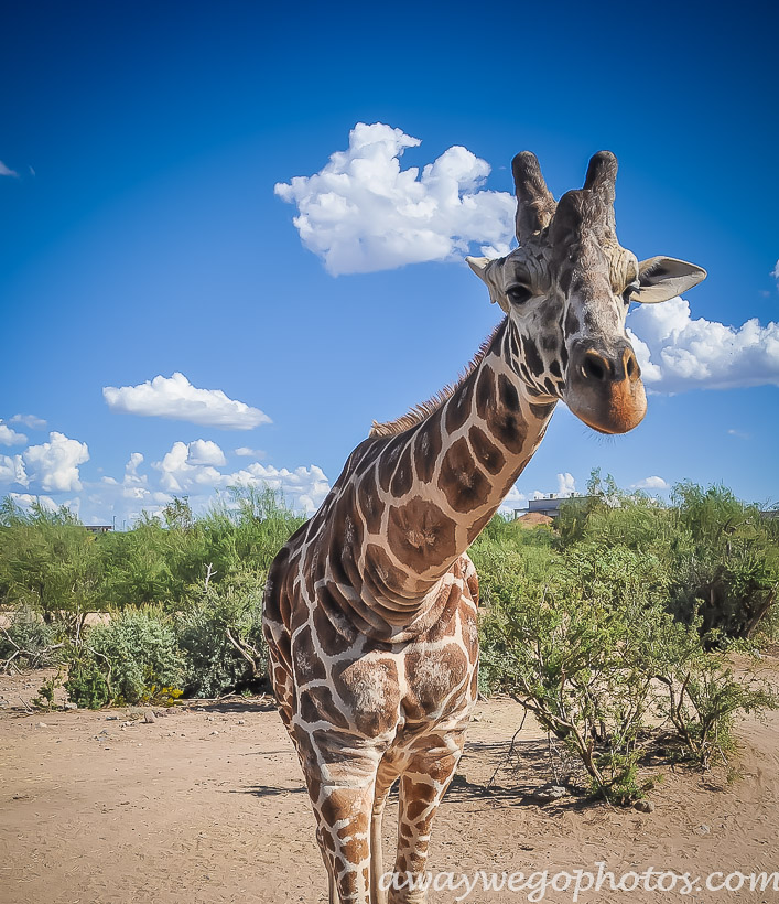 Out of Africa Wildlife Park