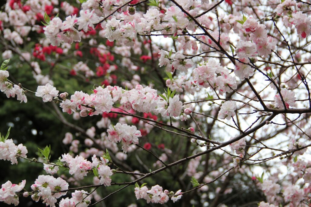 Shinjuku Gyoen National Garden