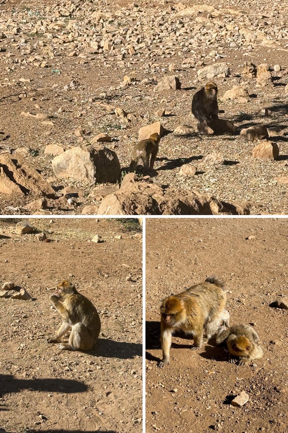 Barbary macaques