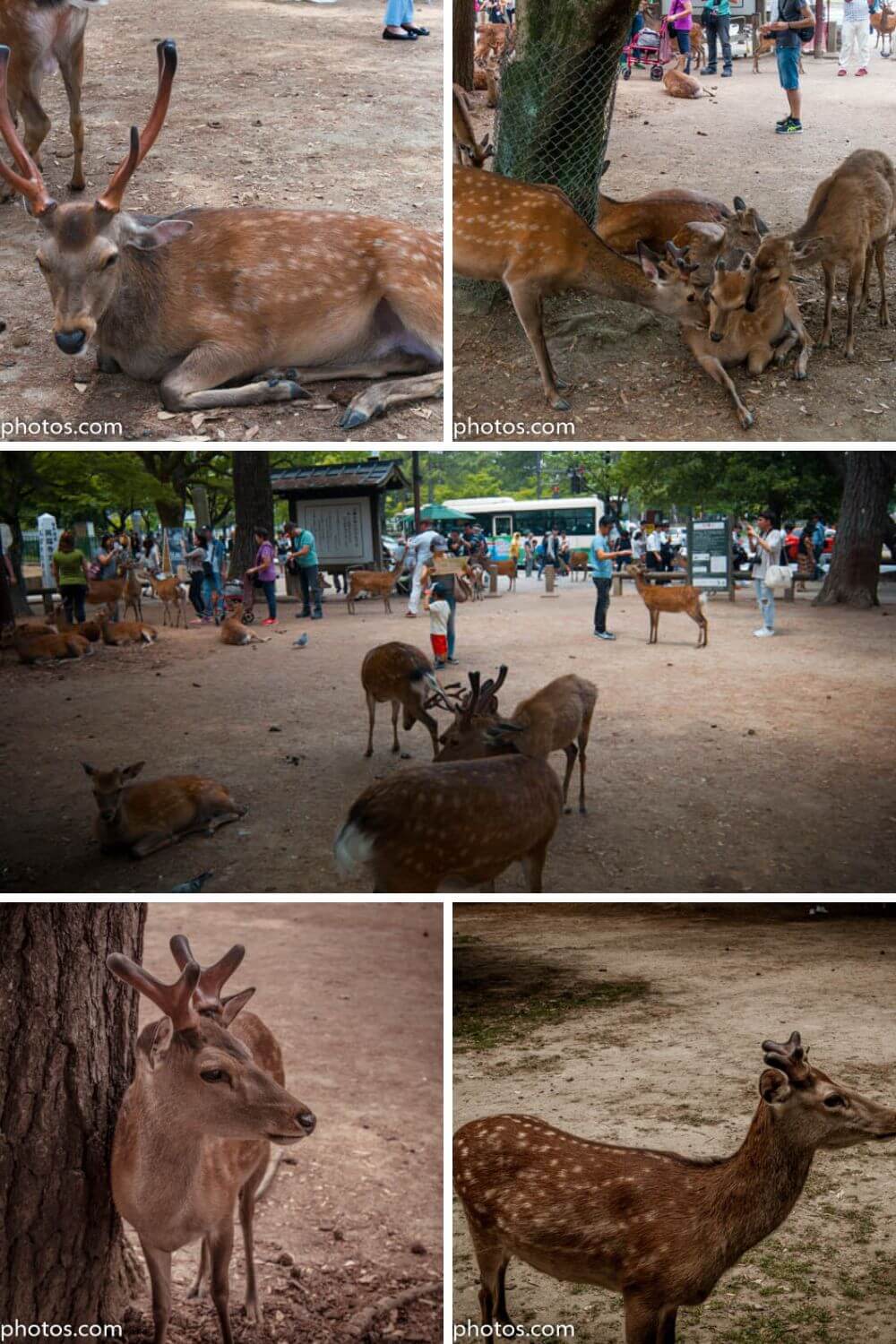 Nara Park