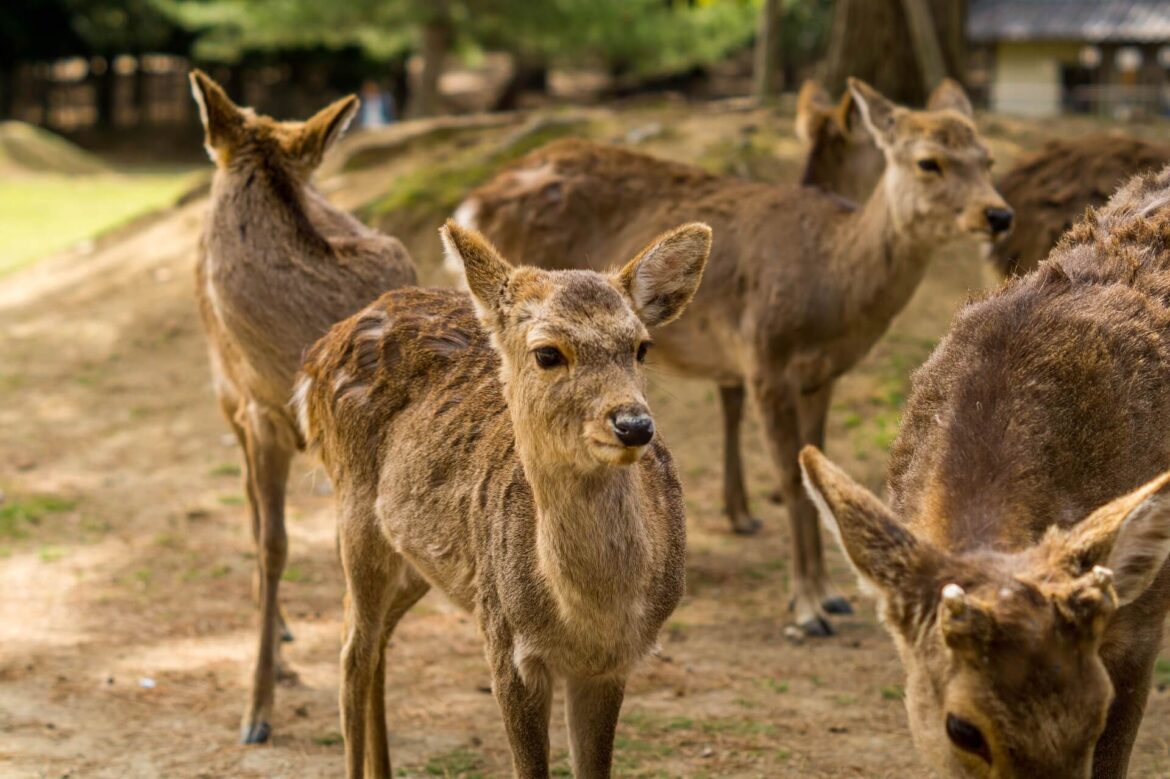Nara Japan